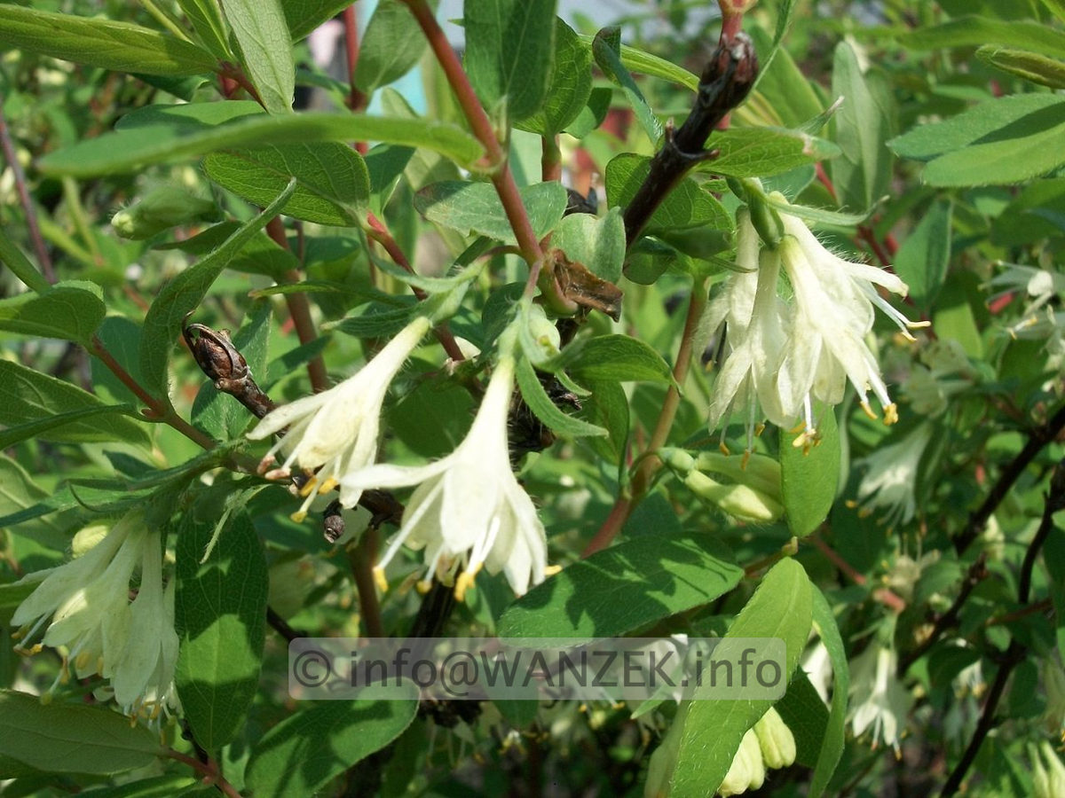Lonicera kamtschatica (caerulea)  Blueten.JPG